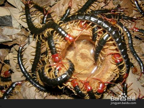 国产蜈蚣养殖骗局视频,揭秘背后真相与受害者心声