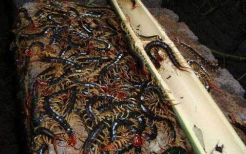 国产蜈蚣养殖骗局视频,揭秘背后真相与受害者心声