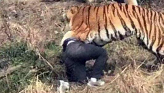 国产老虎沙雕视频,萌态可掬，笑料百出