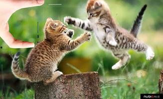 国产猫 美国猫打架视频,一场跨洋的喵星人大战