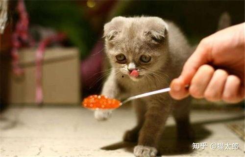 国产猫 美国猫打架视频,一场跨洋的喵星人大战