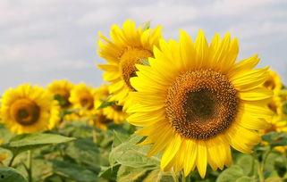 国产向日葵好养吗视频,轻松养出美丽花朵