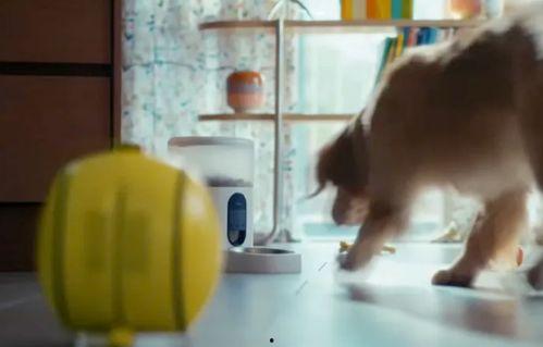 国产dom窒息母狗在线播放视频,揭秘dom窒息母狗事件背后的黑暗真相