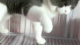 猫咪视频国产传媒高清