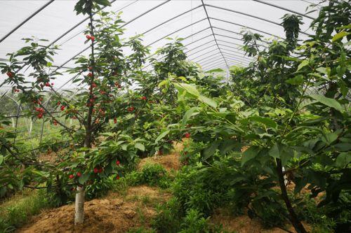 国产车厘子种植视频