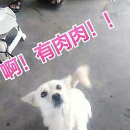 人狗国产小视频在线观看,温馨瞬间在线共享