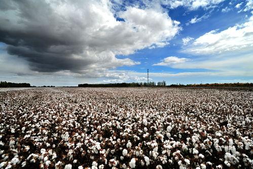 国产九九视频99热